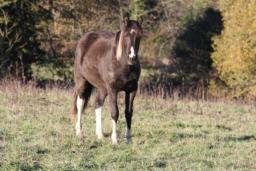 Winona Jac Primrose
